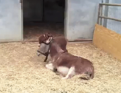 Baby And Mommy Donkey GIF
