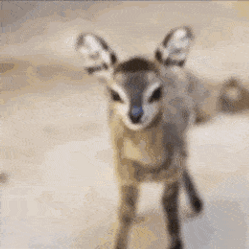 Baby Antelope Animal GIF.