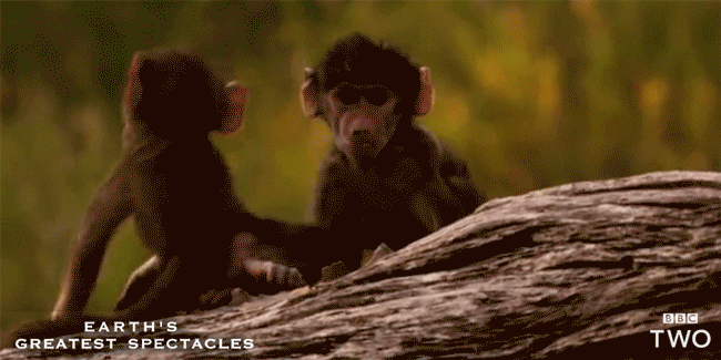 Baby Baboon Monkeys Playing GIF
