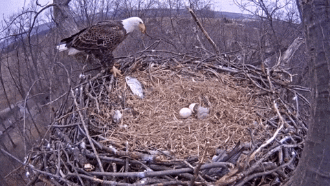 Baby Bald Eagle Nest GIF