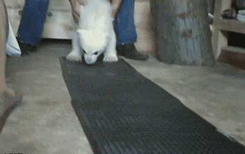 Baby Bear Love Want Walk GIF