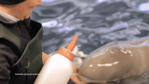 Baby Beluga Being Fed GIF
