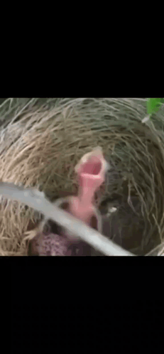 Baby Bird Sitting in Nest with Open Mouth