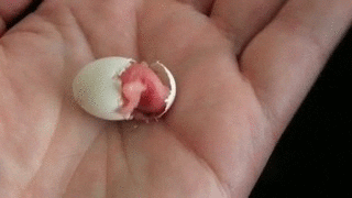 Baby Bird Wiggle GIF