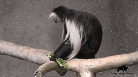 Baby Black And White Colobus Monkeys Cuddling GIF
