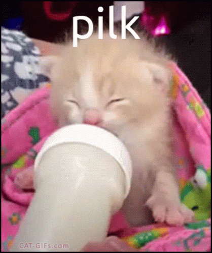 Baby Cat Big Milk Bottle GIF