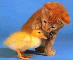 Baby Cat Comforting A Duck GIF
