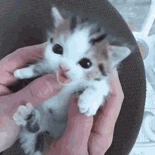 Baby Cat Crying For Mum GIF