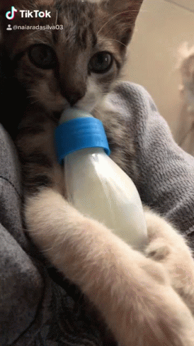 Baby Cat Feeding Time GIF