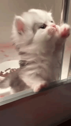 Baby Cat Glass Scratches GIF