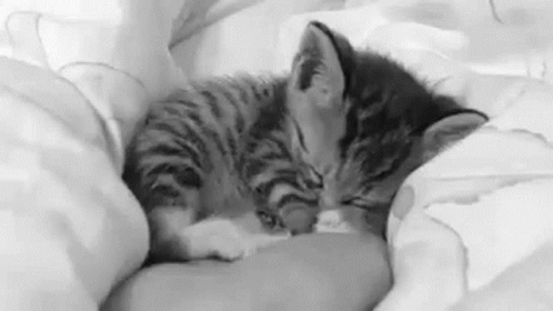 Baby Cat In Deep Sleep GIF