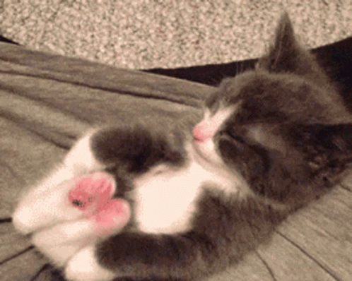 Baby Cat Leg Stretch GIF