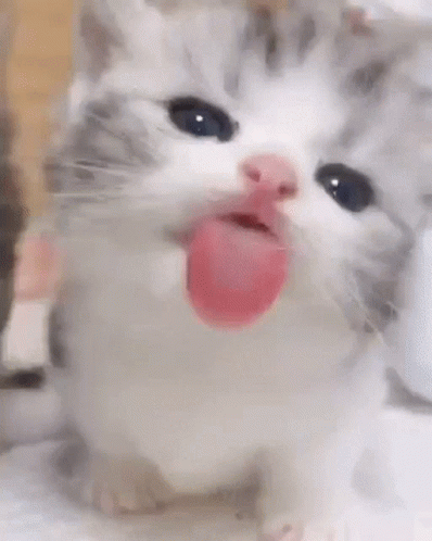 Baby Cat Licking The Air GIF