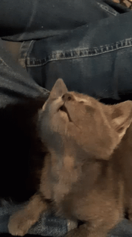 Baby Cat Like Sleeping Beauty GIF