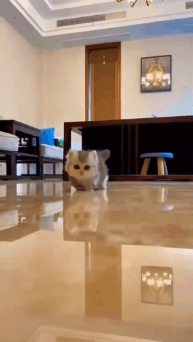 Baby Cat Little Legs GIF