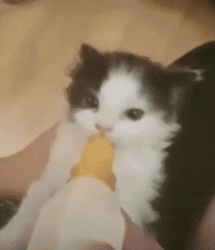 Baby Cat Milk Time GIF