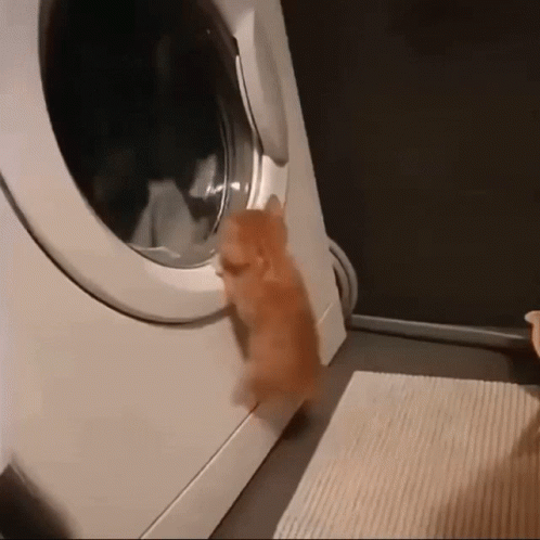 Baby Cat On The Washing Machine GIF