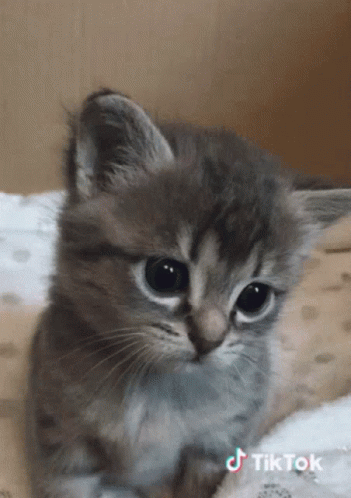 Baby Cat Puppy Eyes GIF
