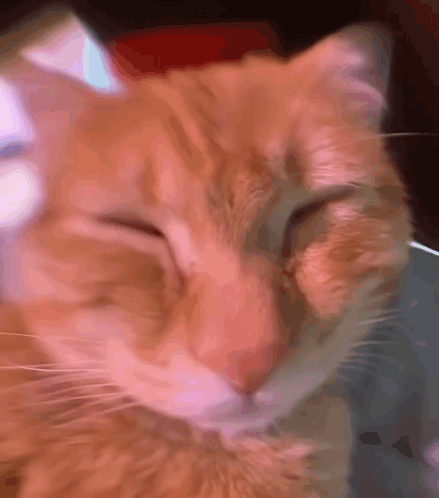 Baby Cat Says Mommy GIF