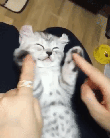 Baby Cat Sleeping GIF