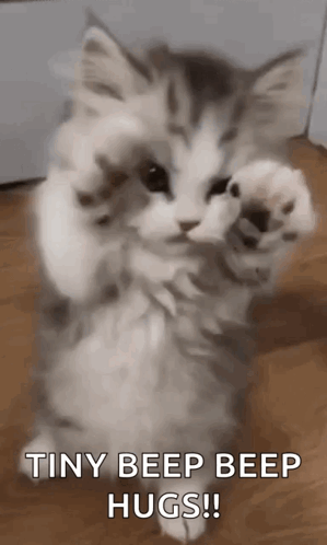 Baby Cat Tiny Beep GIF
