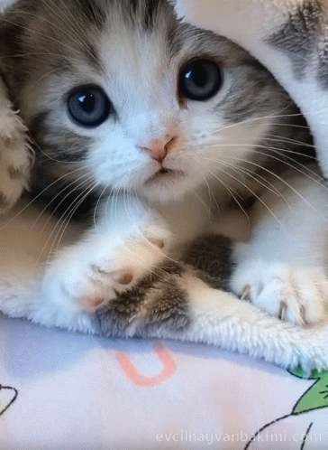 Baby Cat Under The Sheets GIF