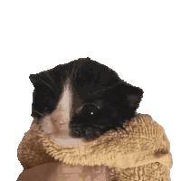 Baby Cat Wrapped In A Blanket GIF