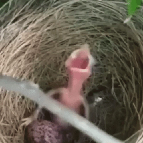 Baby Chick Bird Yelling GIF
