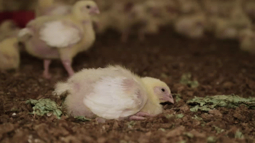 Baby Chicken in Coop