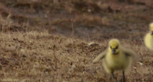 Baby Chicks Chicken Run GIF