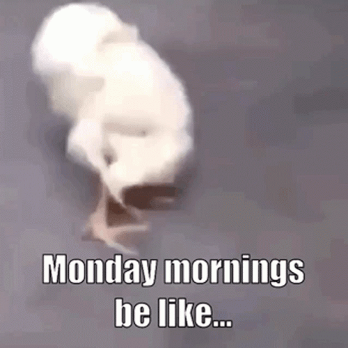 Baby Chicks Stretching Crazy Monday GIF