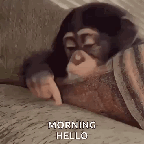 Baby Chimpanzee Laying on Bed Pointing at Camera