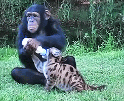 Baby Chimpanzee Monkey Feeding Cub GIF
