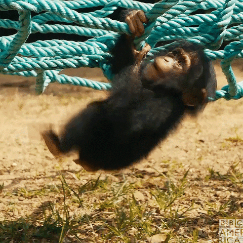 Baby Chimpanzee Monkey Hanging Upside Down GIF