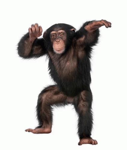 Baby Chimpanzee Standing with Arms Out