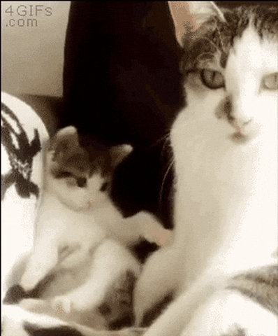 Baby Copy Mommy Cat GIF