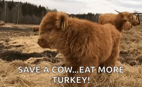 Baby Cow Saying Save a Cow Eat More Turkey