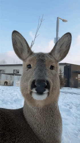 Baby Deer Drinking Water