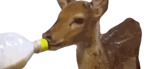 Baby Deer Drinking Water