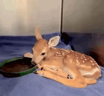 Baby Deer Drinking Water