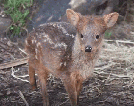 Baby Deer Ears Moving GIF