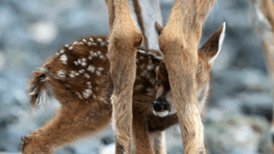 Baby Deer In Nature GIF