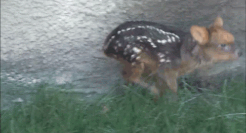 Baby Deer Running GIF
