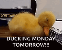 Baby Duck Sleeping Next To Notebook GIF
