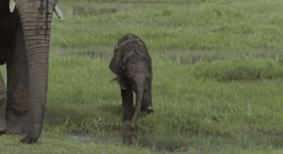 Baby Elephant Dipping In Water GIF