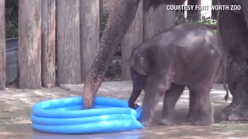 Baby Elephant Playing In Inflatable Pool GIF