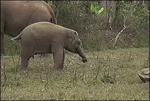 Baby Elephant Standing Next to Mother