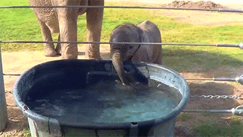 Baby Elephant Water Blowing GIF