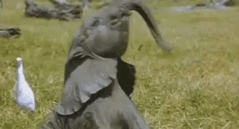 Baby Elephant Wiggle GIF