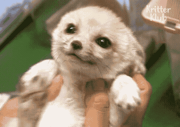 Baby Fennec Fox Tickled GIF